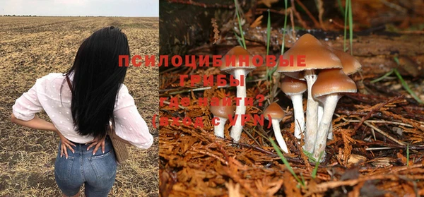 крисы Корсаков